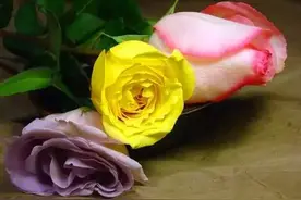 玫瑰也有一万年的保质期，太浪漫了！可惜很多人不知道图片