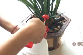 浇兰花最好的水，你猜是啥？可能只有10%的人知道！视频封面