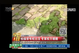 广州校园惊现银环蛇 专家教你如何躲避视频封面