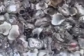 海蛎是怎么长出来的