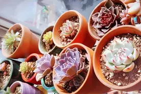 一分钟看完偷花贼是怎么偷花的，花花是无辜的视频封面