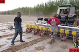 四川人在新疆种棉花，播种遇上下雨天，滴灌带也不给力