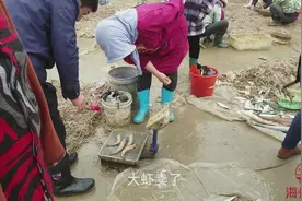海鲜为啥这么贵？刚上岸的野生对虾4只就要200块！有钱也抢不到！视频封面