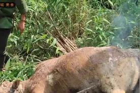 越南农村：死了三天已经长蛆的牛肉，农民舍不得丢挑回家继续吃视频封面