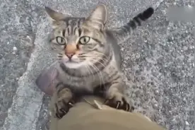 流浪猫在大街上遇见曾经的主人，立刻凑过来撒娇！心疼！视频封面