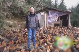 最适合农村养殖的新品种，低投资，高回报，高山鸡养殖年赚百万！