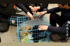 大叔来集上买狗，一只奶狗要400，长大后耳朵会竖起来，可以养吗