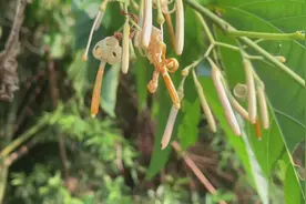 常常会在竹林中，看到悬空生长的植物，今天才知道它的名字视频封面