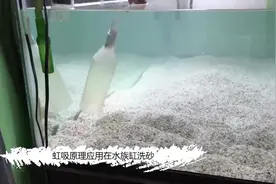 一只塑料瓶的功效，虹吸原理清理水族缸底砂简单方法。