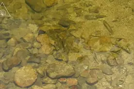 探赜索隐·闽物 05 | 溪鱼：小小鱼儿水中游