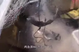 大叔赶海收渔网大丰收，值钱海货数不胜数，还放生了保护动物-