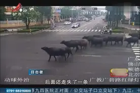 20头水牛暴走国道，车辆行人纷纷避让