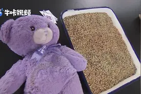 网红薰衣草小熊内含草籽 海淘入境被截获视频封面