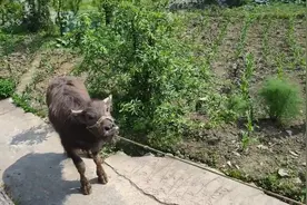 这头小水牛还是卖掉了，成交价4480元，你们说卖亏了没有