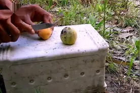 加州红虫俗称万能神饵如何喂养？老外教你一招再也不用花钱去买视频封面