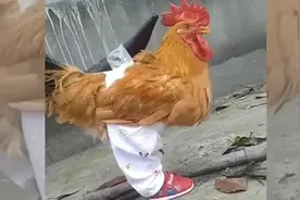 这兄弟一看就是惹不起的存在，不因为别的，就因为开裆裤