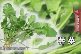 俗话说“阳春三月三，荠菜当灵丹”，荠菜的这些功效你都知道吗？视频封面