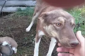 无家可归的流浪狗妈妈和小狗，紧紧抱在一起取暖的样子让人心碎了视频封面