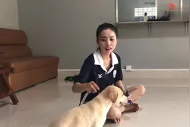 美女正在给狗狗喂食，狗儿好像生气了一样，美女不断的安抚着狗！视频封面