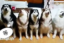 让雪橇三傻一起顶食物的画面，笑Cry图片