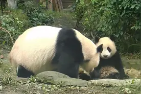 大熊猫不小心犯错了，竟然还打了熊宝宝，结局有点凄凉，可怜可悲视频封面