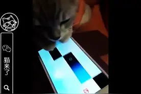 自从别人家的猫咪弹钢琴火了之后，铲屎官们纷纷跟风...图片
