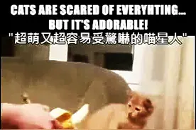 猫咪受到惊吓后的瞬间反应...竟然是这样，太逗比了！图片