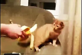 猫咪受到惊吓后的瞬间反应...竟然是这样，太逗比了！图片