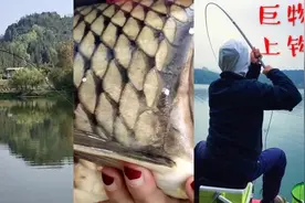 十斤的大鲤鱼，你见过吗视频封面