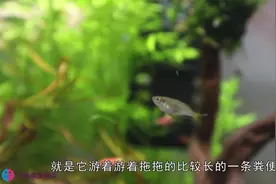 鱼在鱼缸会出现“拖便”现象，这是“吃饱了撑的”，是个危险信号视频封面