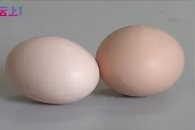 60克的鸡蛋18楼摔下可砸破人的头骨，从25楼砸下使人当场死亡视频封面