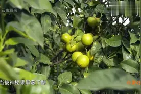 神秘果有着神奇魔力,可以化酸为甜,太神奇了视频封面