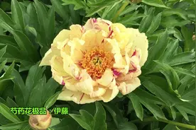 芍药花中的极品，牡丹和芍药的杂交品种，昂贵的芍药花：伊藤视频封面