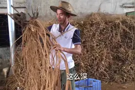 这是什么，识货的人当宝不懂的人当树根，生哥拿着不舍得放手视频封面