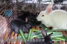 养100只兔子一年利润有5万，收入这么高为何养的人还是很少呢？视频封面