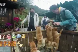 《向往的生活》再次“逼疯”黄老师，养人还得养六只狗！