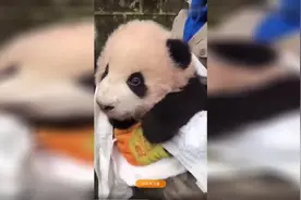 网红熊猫宝宝胖大海的标志“狗叫”~网友：超凶超可爱呀！