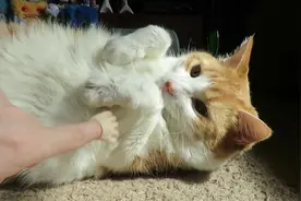 搞笑小手挑逗高冷大橘，最后大橘竟然翻肚皮卖萌