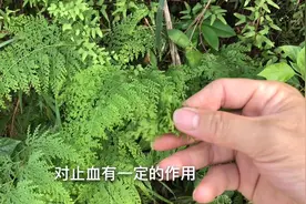 这种是能止血的中草药，你们知道吗视频封面