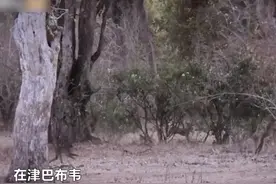 #我的青春在丝路 太残忍！再强壮的大象也难逃盗猎者的子弹，象牙交易背后是血淋淋的杀戮！视频封面