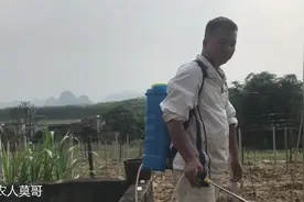 今天巡果园发现有虫子吃叶子有蚂蚁吃根，只好用喷雾器喷农药杀虫