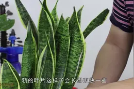 虎皮兰生长慢，补对1种肥料，给足光照，新芽新叶一起长视频封面