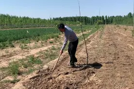 农村大爷种核桃树，两年后才能结果，到底能挣多少钱？会不会赔钱视频封面