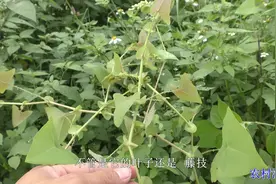 这种野草蛇见了都要绕道走，人称“老虎刺”，还有着很大的用处视频封面