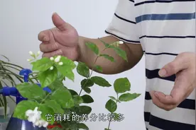 茉莉花开花也容易掉，3个保花小技巧，香味浓郁花期更长视频封面