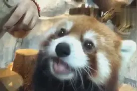 原来这就是小熊猫啊？传说中的萌神，吃苹果的样子太可爱了吧视频封面