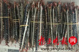 句容天王山民“赶山”发药财 “靠山吃山”成千上万蜈蚣送财来图片