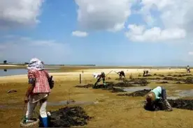 农妇泥地挖出沙虫 月赚5千！“海洋虫草”的功效图片