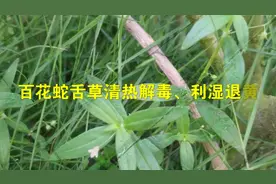 百花蛇舌草清热解毒、利湿退黄