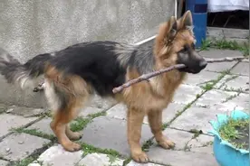 7个月大的德牧，就能长到那么大一只